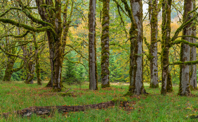Fototapeta na wymiar USA, Washington State, Olympic National Park. Forest scenic.