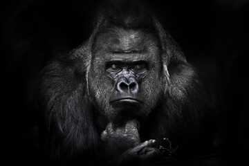 Full face male gorilla reclining powerful hands playing with a twig, huge shoulders and a stern expression of a brutal face - obrazy, fototapety, plakaty
