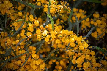 Mimosa Flowers
