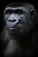 Obraz premium Strained face with shining eyes, female gorilla looks like ancestors of a tumbling forehead in the Stone Age