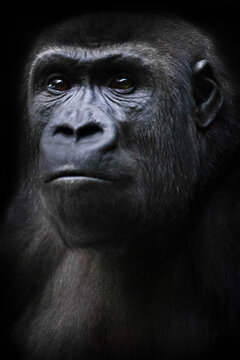 Strained face with shining eyes, female gorilla looks like ancestors of a tumbling forehead in the Stone Age