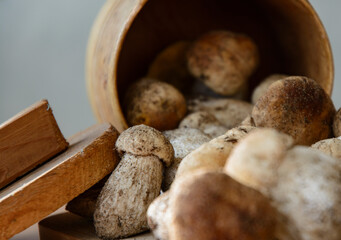 Fresh porcini mushrooms collected in the forest for cooking.