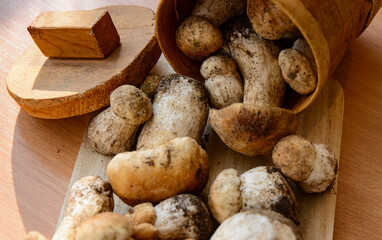 Fresh porcini mushrooms collected in the forest for cooking.