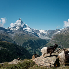 Alpine mountain goats in front of the famous Matterhorn mountain. View from the Five Lakes walking trail.