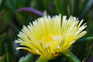 Fototapeta premium close up of a flower