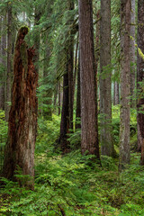 USA, Washington State, Olympic National Park. Forest scenic.