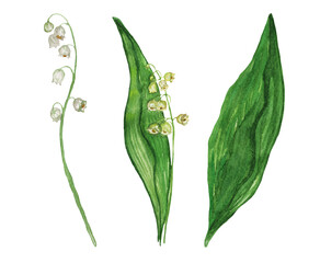 watercolor set of lily of the valley flowers