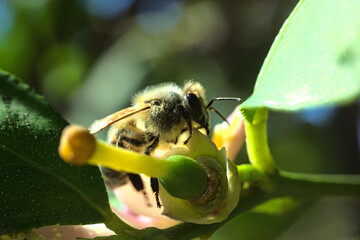 abejas buscando y polinizando flores, flores de limon blanca