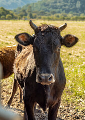 fazenda campo animais 