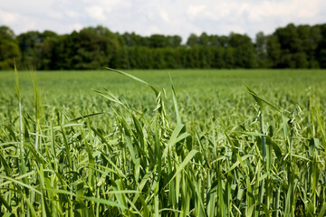 agricultural field sown oats
