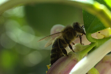 abejas buscando y polinizando flores, flores de limon blanca