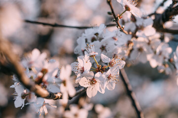 Cherry tree bud, blooming beautiful spring flower on a branch, s