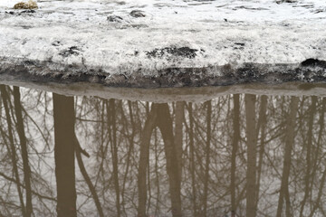 A spring puddle with bare tree trunks reflecting in the water and an icy snow crust near it.