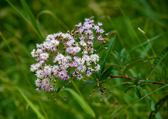 plantas e flores mata atlantica