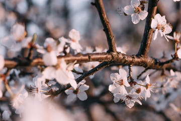 Cherry tree bud, blooming beautiful spring flower on a branch, s