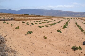 Desert and agriculture in Lanzarote