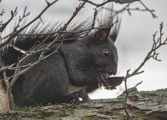 Eichhörnchen mit Walnuss in den Pfoten