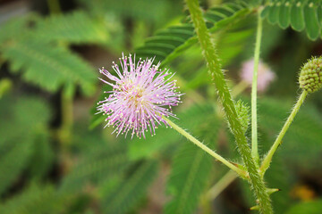 Closeup of a flower blossom on a sensitive plant