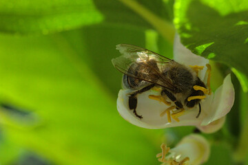 abejas buscando y polinizando flores, flores de limon blanca