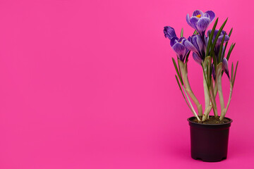 Purple crocus flower in a black pot on a pink background. Copy space for text