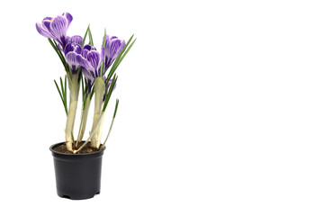 Purple crocus flower isolated on white background