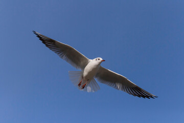 close up of seagull flying in a blue sky