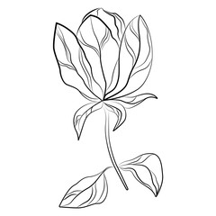 Elegant line flower, vector art illustration.