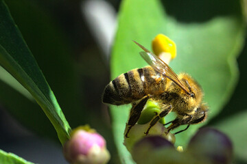abejas buscando y polinizando flores, flores de limon blanca