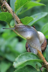 snail on a leaf