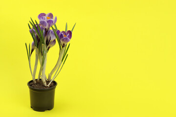 Purple crocus flower in a pot on a yellow background