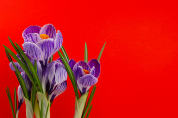 Purple crocus flowers on a red background. Mother's Day Greeting Card