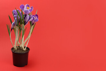 Purple crocus flower in a pot on a red background. Copy space for text