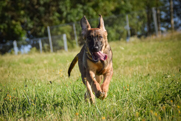 puppy of german shepherd, who is running in meadow. He is so happy.