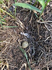 common pheasant egg