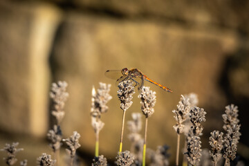 Gemeine Heidelibelle - Sympetrum vulgatum
