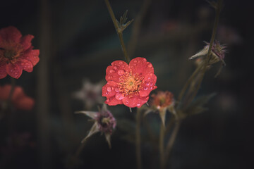 Wildflower with dewdrops in a garden. - 421337194