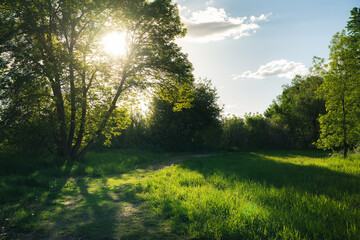 Sunset on a grassy path in the forest. - 421337325