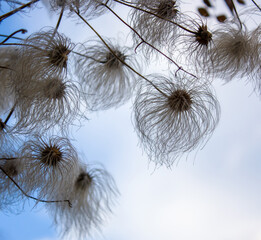 Spring natural background: fluffy seeds of clematis against a blue sky with white clouds.