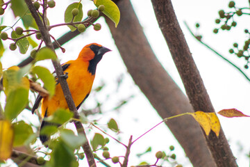 Calandria Dorso Negro Mayor, Icterus gularis
