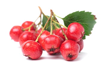 Hawthorn or common hawthorn or Crataegus monogyna berries isolated on white background