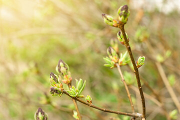 Closeup of young blooming flower buds of lilac tree, shoots of purple floral and fresh new greenery, spring awakening