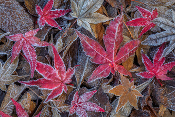 USA, Washington State, Seabeck. Frosty leaves in autumn.