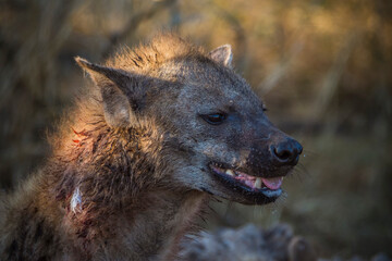 Hyena in Kruger national park, South Africa.