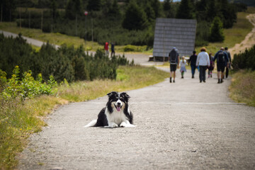 Naklejka na ściany i meble Portrait of border collie on the road in czech mountain Krkonose. He is so funny