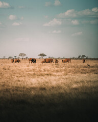 Fototapeta na wymiar Elephant family in Kanya, Africa