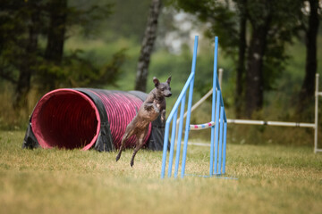 Dog is jumping over the hurdles. Amazing day on czech agility privat training