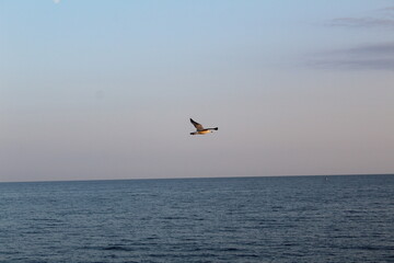 a seagull flies in the sky over the sea in summer