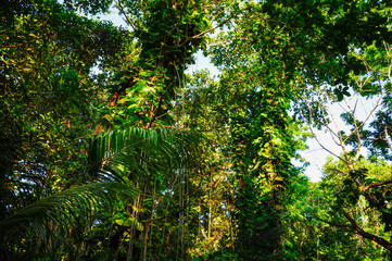 View of the overgrown trees in the forest, Seychelles.