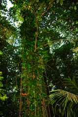View of the overgrown trees in the forest, Epipremnum plants with aerial roots. Seychelles.