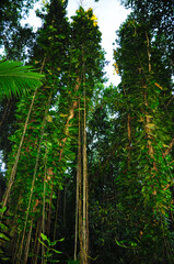 Fototapeta premium View of the overgrown trees in the forest, Epipremnum plants with aerial roots. Seychelles.